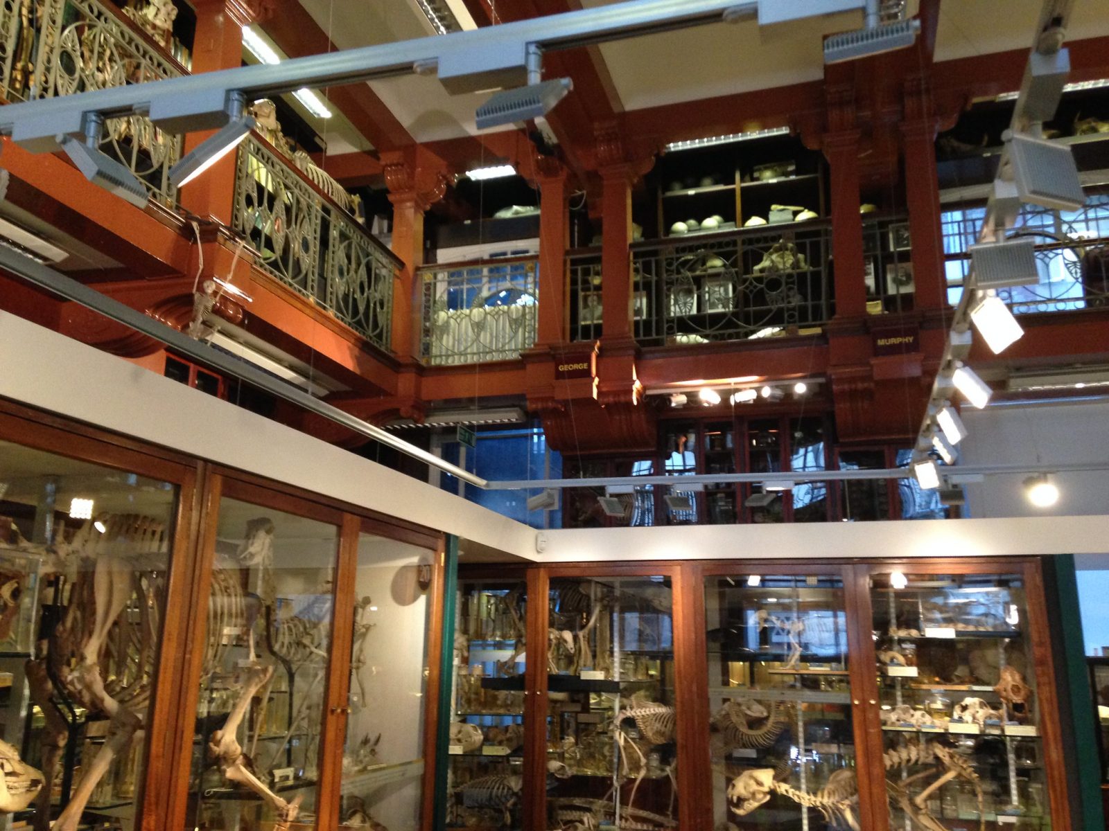 The interior of the Grant Museum of Zoology in London.