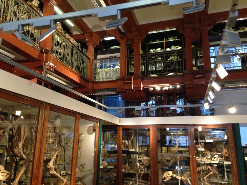 The interior of the Grant Museum of Zoology in London.