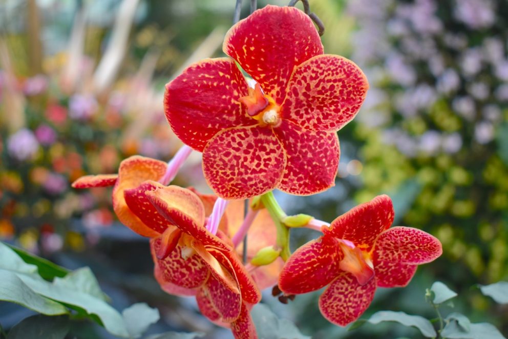 A beautiful red and orange orchid.